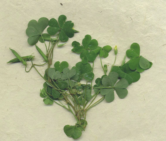 acetosella - oxalis corniculata